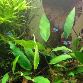 Mainam Anubias Nana & Minima on Driftwood Medium Size Freshwater Live Aquarium Plant Decorations 3 Days Guarantee
