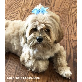 Cute Puppy Supplies Dog Accessories for Large Dogs,Dog Hair Bow,Dog Hair Bows for Medium Dogs,Pet Hair Accessories Bows for Dogs,Pet Grooming Products-8ct 3 Inch Small Dog Bows Girl Hair Clips