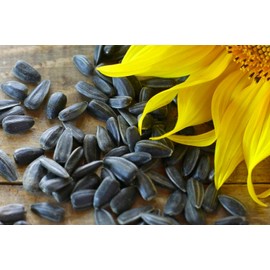 TomorrowSeeds Sunflower Seeds | For Planting Huge Sun Flowers Grow Black Oil Mammoth Seed 2024