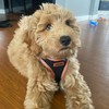 Voyager Step-in Air Dog Harness - All Weather Mesh Step