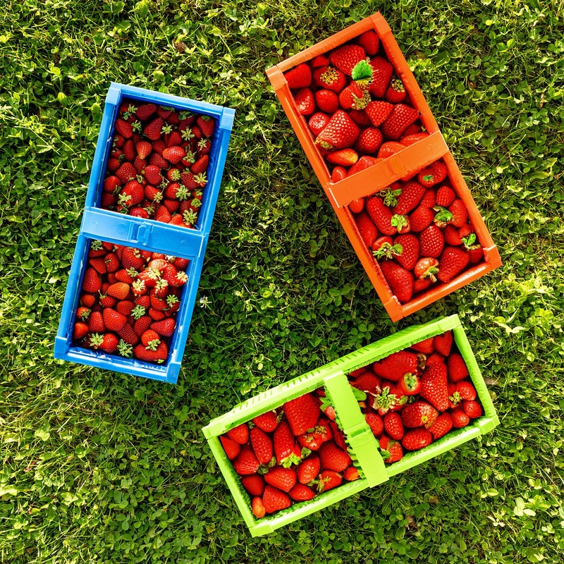 KADAX Plastic Harvest Basket, 40 x 18 x 11.5 cm,