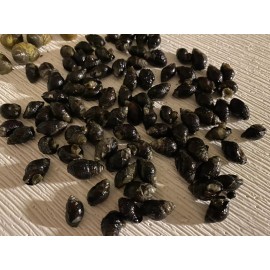 50 Nassarius Saltwater Snails Fish Tank Aquarium Filter Sump Cleaner