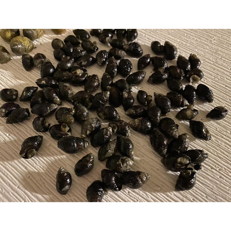 50 Nassarius Saltwater Snails Fish Tank Aquarium Filter Sump Cleaner