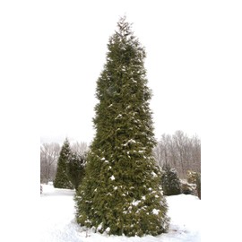 Thuja Plicata 'Green Giant' Arborvitae - 12 Live Quart Size Plants - Live Evergreen Privacy Tree