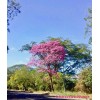 Hortaflor 100 Semillas Roble Rosado Tabebuia Selección Árbol Exótico