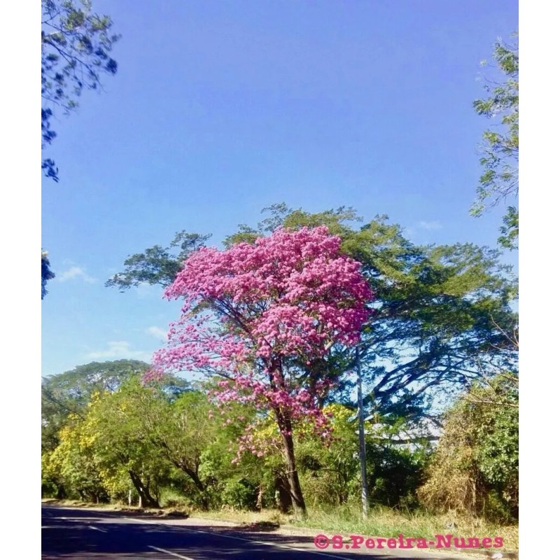 Hortaflor 100 Semillas Roble Rosado Tabebuia Selección Árbol Exótico