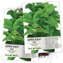 Seed Needs, Lemon Balm Herb Seeds for Planting (Melissa officinalis) Single Package of 500 Seeds - Heirloom, Non-GMO & Untreated