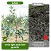 Pack of 30 Branch Separators for Fruit Trees, 8/10 cm