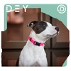 DEY - Premium Nylon Dog Collar | Adjustable | for