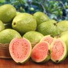 Guava Tree With Pot 10” Seedling Pink Guava Tropical Live