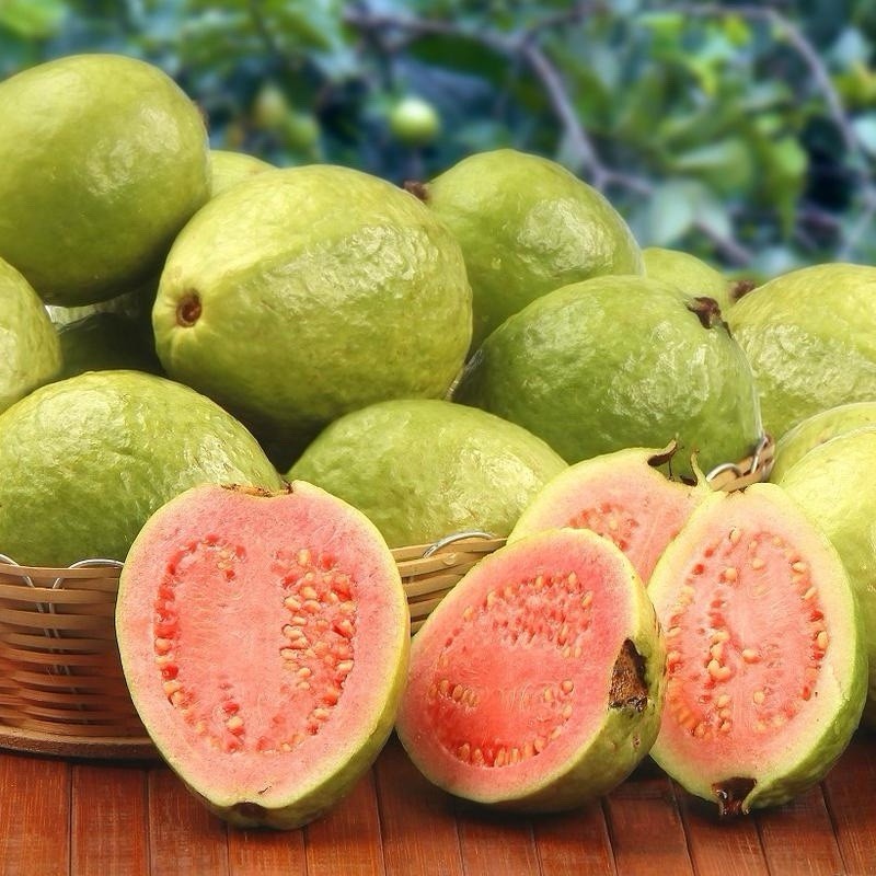 Guava Tree With Pot 10” Seedling Pink Guava Tropical Live