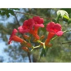 Red Orange Trumpet Creeper Hummingbird Vine - Campsus Radicans - 20 fresh seeds