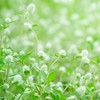 Outsidepride Gomphrena White - 1000 Seeds