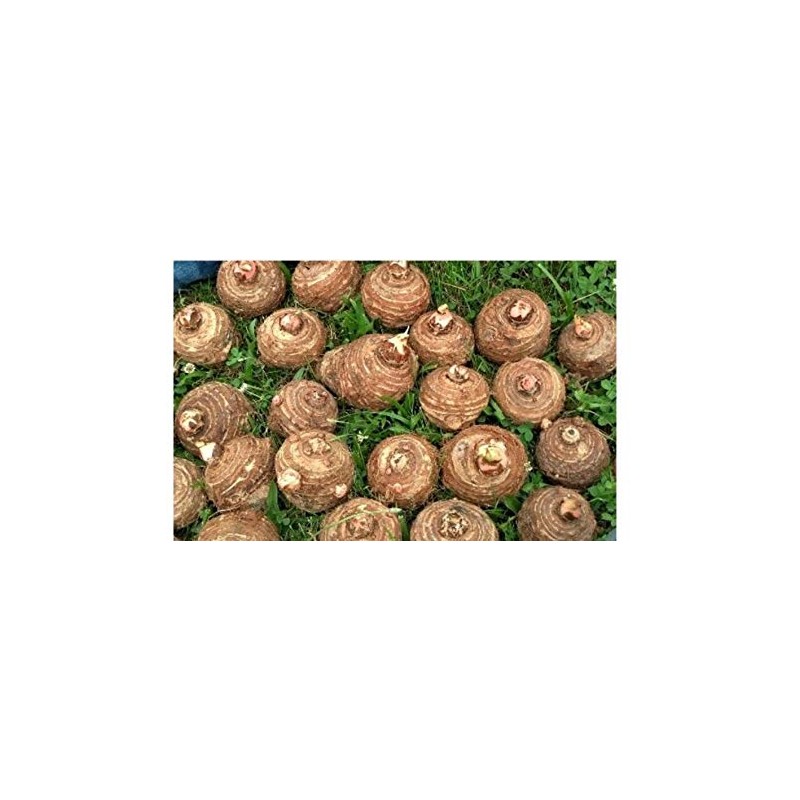 6 Live Colocasia Esculenta Elephant Ear Taro Gabi Kalo Eddo