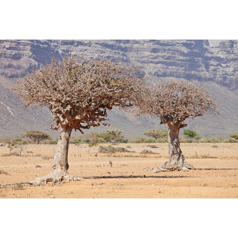 Pure Herbs: HT Combination Capsules - 100 ct - 600mg