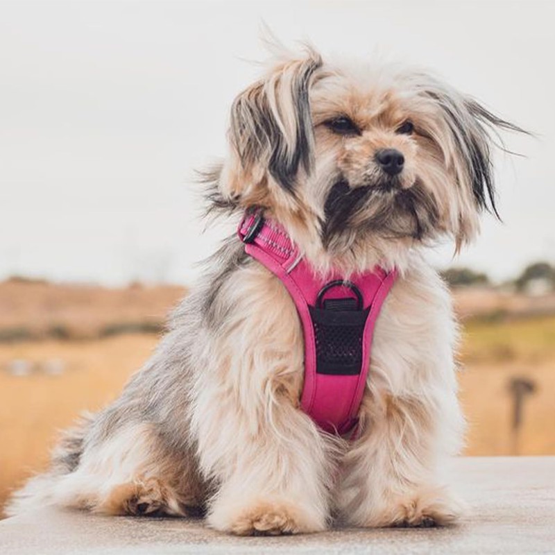 Voyager Dog Harness Dual Leash Attachment No-Pull Control Adjustable Soft