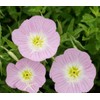Evening Primrose Pink Ladies Flower Seeds Speciosa (1000)