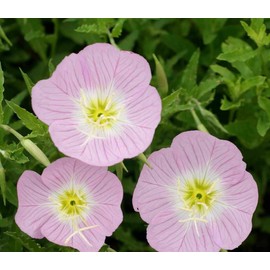 Evening Primrose Pink Ladies Flower Seeds Speciosa (1000)
