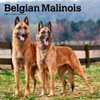 Belgian Malinois | 2024 12 x 24 Inch Monthly Square