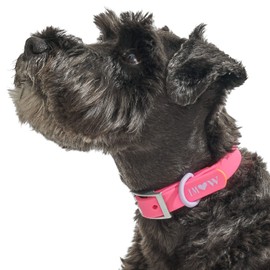 Wild One, Limited Edition, Designer Collection, Pink Dog Collar, Easy-Clean, All Weather Flex-Poly Strap with Metal, Durable, Dirt and Odor Resistant, Medium