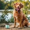 Visionary Pet Foods Duck Meat Spread - Healthy Dog Treat