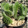 Opuntia subulata cristata Snow Ridge Cacti Cactus Succulent Real Live