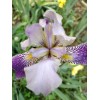 Fresh 6 BEARDED IRIS PLANTS RHIZOMES FRESH MIXED VARIETIES