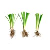 Super Blue Liriope Muscari - 100 Bare Root Plants -