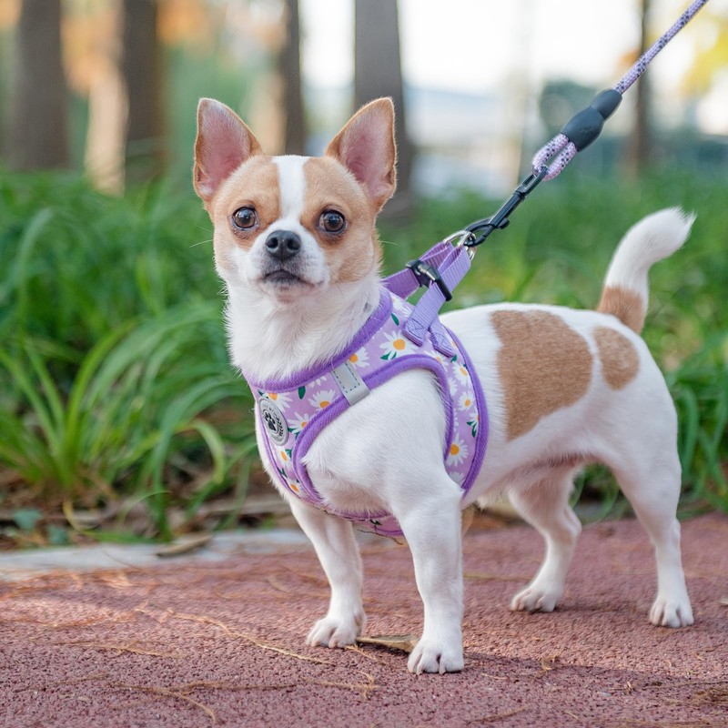 BEAUTYZOO Dog Harness & Leash Set, Slip-Resistant, Body Harness, Pull-Resistant,