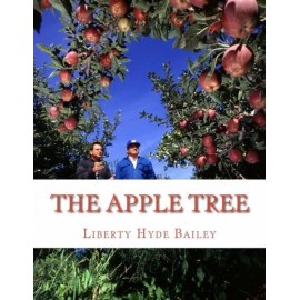 The Apple Tree: A Guide To Growing Apples At Home