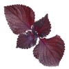 Seed-Top 200 Purple Shiso Seeds Perilla frutescens, Asian Culinary Chinese