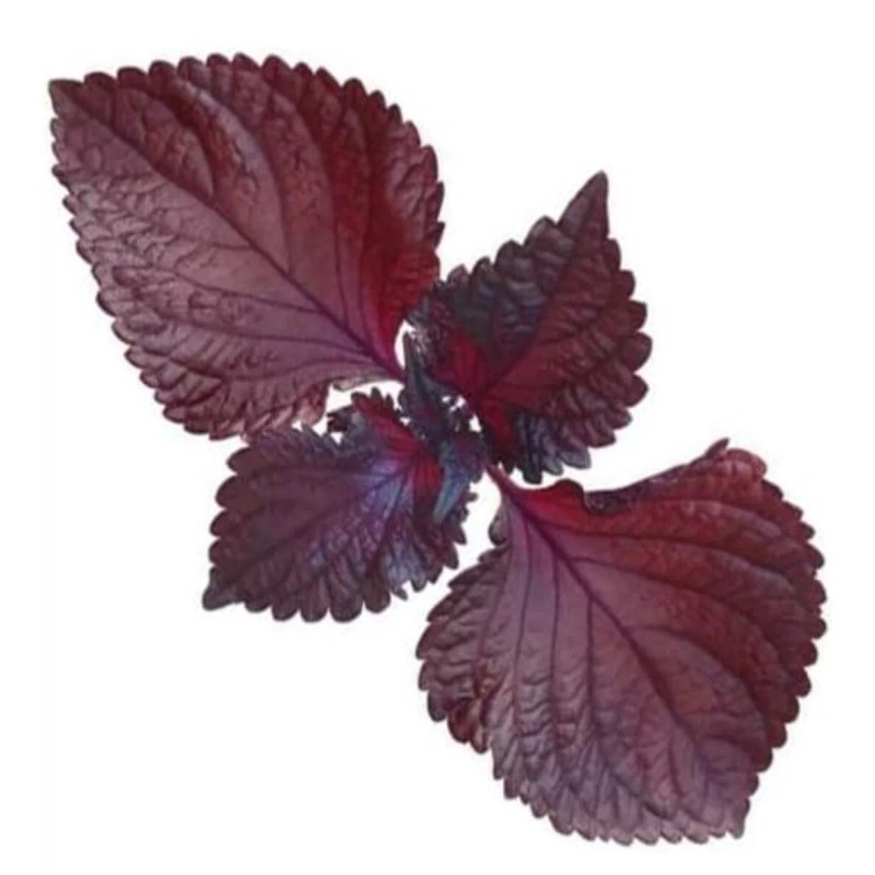 Seed-Top 200 Purple Shiso Seeds Perilla frutescens, Asian Culinary Chinese