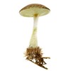 HAMBURGER WEIHNACHTSKONTOR® - Christmas tree decoration mushroom or common umbrella