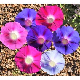TomorrowSeeds - Morning Glory Tall Mix Seeds - 375+ Count Packet - for 2024 Ipomoea Purpurea Multi Color Variety Blue Pink Purple White Flower Seed