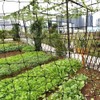 MAILEKT Bird Protection Net, Black, Plant Net, Tear-Resistant, Durable Poultry