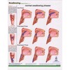 Swallowing anatomy education (A4 laminated chart)