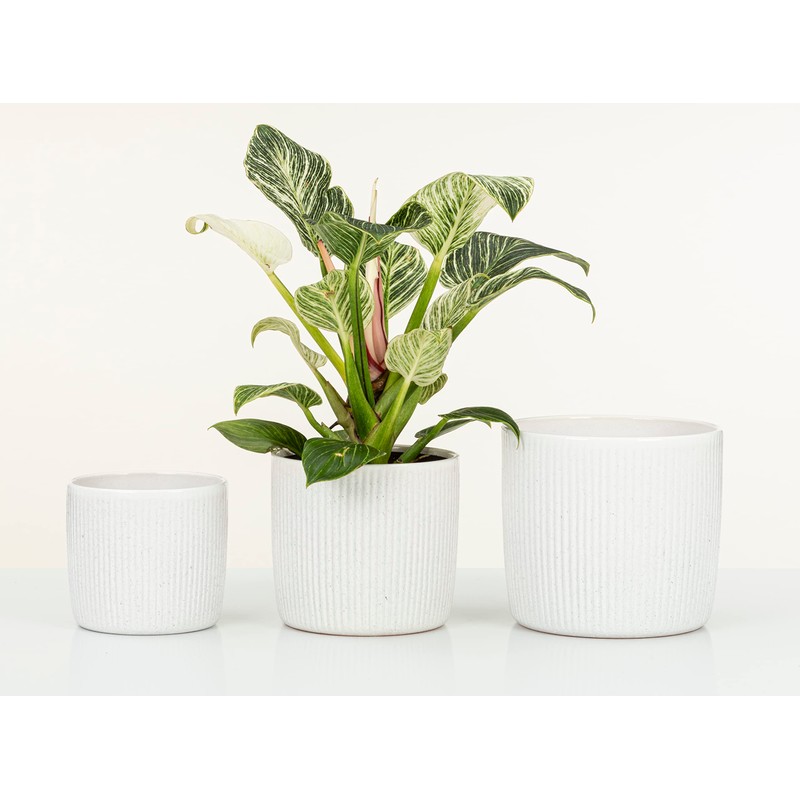 Scheurich Solido Linea, Set of 2 Ceramic Flower Pots, Colour: