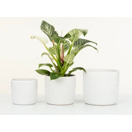Scheurich Solido Linea, Set of 2 Ceramic Flower Pots, Colour: Perla, 15 cm Diameter, 13.7 cm High, 1.9 L Vol.