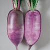 Radish Seeds - Korean - Bora King - Hybrid -