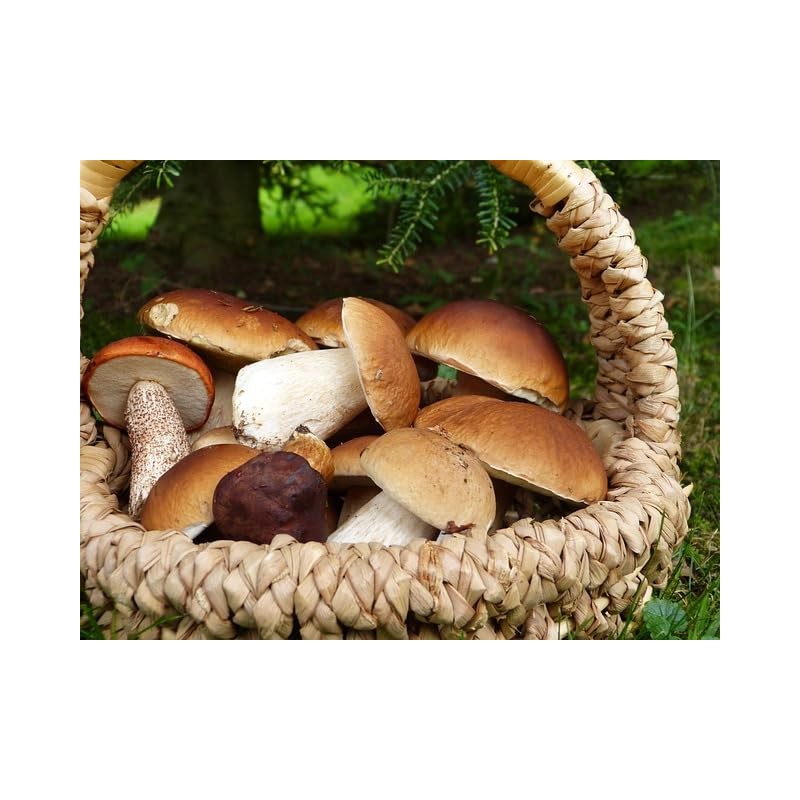 Seweryn King Boletus Porcini Dried Sliced Mushrooms 1lb Handpicked from
