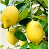 30PCS Meyer Lemon Seeds Delicious Fruit Citrus Fruit Garden Tree
