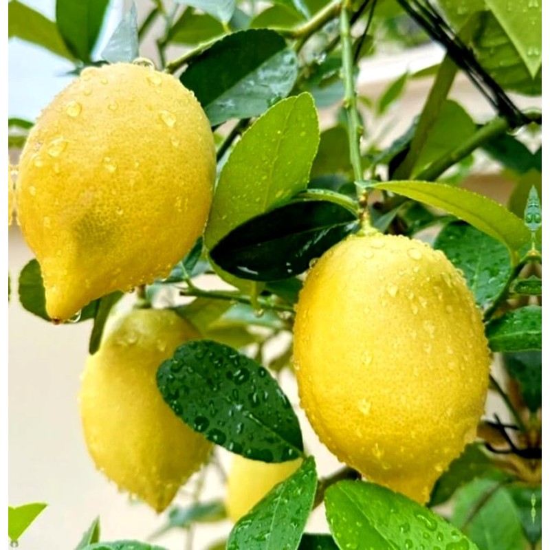 30PCS Meyer Lemon Seeds Delicious Fruit Citrus Fruit Garden Tree