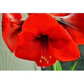 3 Red Lion Bulbs in Burlap Gift Bag, Beautiful Amaryllis Bulbs! Easy to Grow Bulbs. Pick Your Ribbon Color!!! (Blue Ribbon)