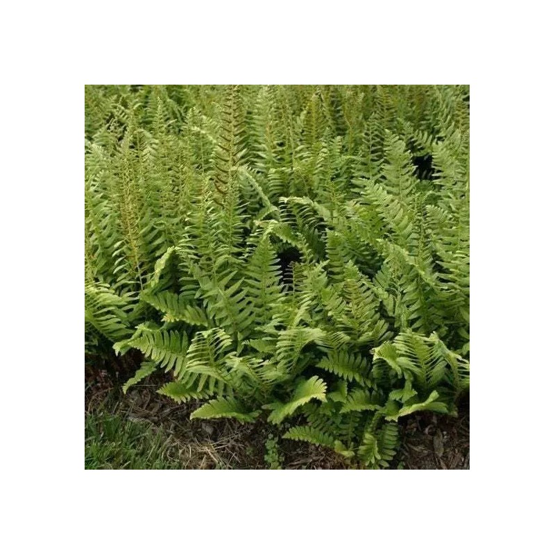 Ferns 20 Christmas Fern Root Systems, Christmas Dagger - Polystichum