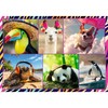 Trefl 13313 4-in-1: Funny Animals, 4 x 250 Piece Set