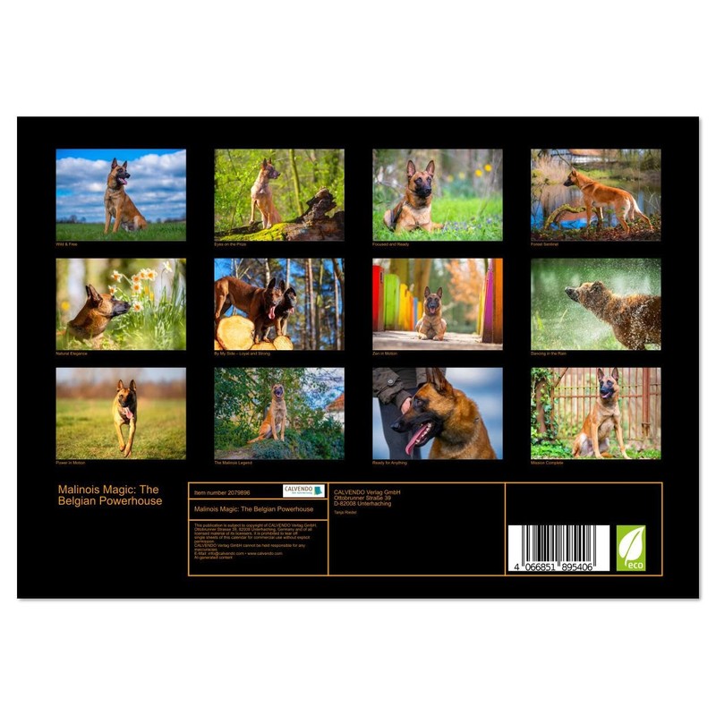 Malinois Magic: The Belgian Powerhouse (Monthly Wall Calendar 2026 11.7"