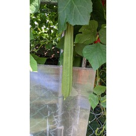 Green Garden Seeds Ridged gourd | 10 seeds | Chinese Okra |  Angled Luffa Gourd | Sigua  | Sponge