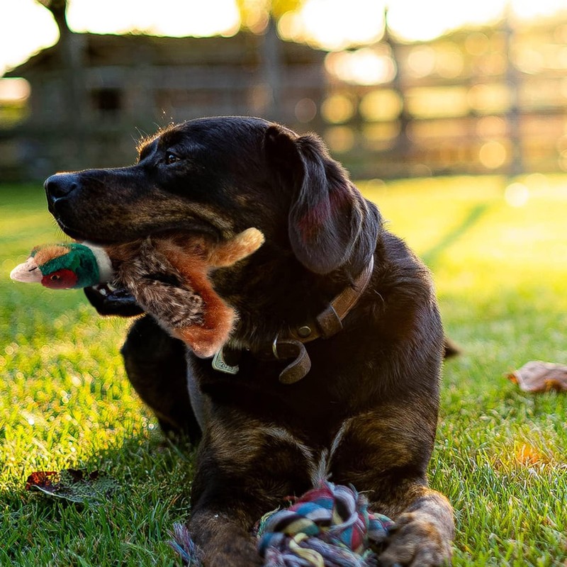 ALL FOR PAWS Classic Dog Pheasant Toys, Squeaky Dog Toys