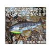 Night Army Fishing Tackle Lure 0.1 oz (2.7 g) Trout