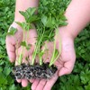 Soil Vigor Potassium Polymer – Superabsorbent Soil Conditioner – Improves